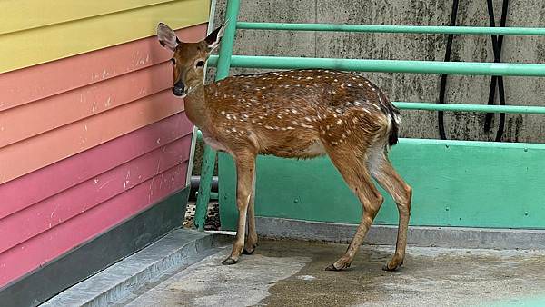 LINE_ALBUM_11181卡菲努努親子寵物餐廳(合作文2750元)要短影、有攝影_220804_13 LINE_ALBUM_11181卡菲努努親子寵物餐廳(合作文2750元)要短影、有攝影_220804_13