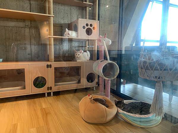LINE_ALBUM_11181卡菲努努親子寵物餐廳(合作文2750元)要短影、有攝影_220804_136 LINE_ALBUM_11181卡菲努努親子寵物餐廳(合作文2750元)要短影、有攝影_220804_136